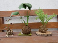 /album/kokedamas/img-3085-jpg/