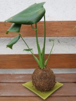 /album/kokedamas/img-3086-jpg/