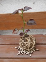 /album/kokedamas/img-3087-jpg/