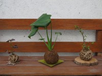 /album/kokedamas/img-3088-jpg/