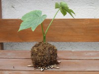 /album/kokedamas/img-3091-jpg/