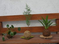 /album/kokedamas/img-3093-jpg/
