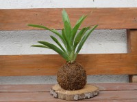 /album/kokedamas/img-3094-jpg/