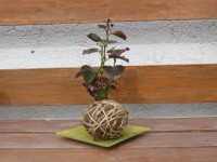 /album/kokedamas/img-3098-jpg/