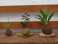 /album/kokedamas/img-3099-jpg/