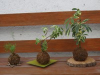 /album/kokedamas/img-3100-jpg/