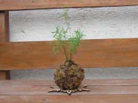 /album/kokedamas/img-3101-jpg/