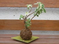 /album/kokedamas/img-3102-jpg/