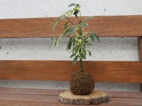 /album/kokedamas/img-3104-jpg/