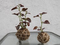/album/kokedamas/img-3107-jpg/
