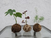 /album/kokedamas/img-3108-jpg/