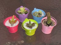 /album/adornos/img-3197-jpg/