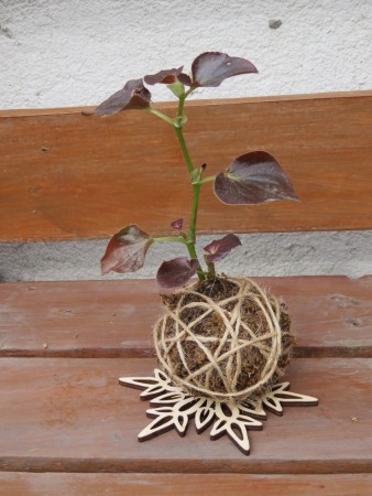 KOKEDAMA PEQUEÑA $8.000.-