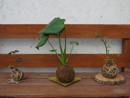 KOKEDAMAS  PEQUEÑA $8.000.- GRANDE $16.000.-  MEDIANA $12.000.- 
