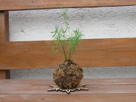 KOKEDAMA PEQUEÑA $8.000.-