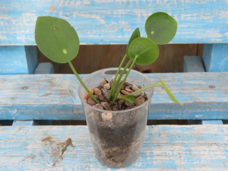 Adorno con Planta de Interior $2.000.-