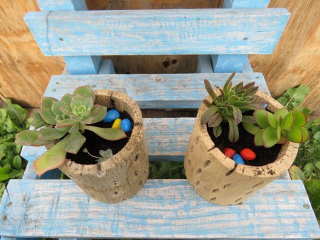Adornos con Suculentas en Tronco de Cactus $5.000.-