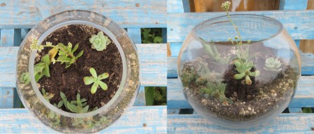 Terrario con Suculentas Pecera Mediana: Alto = 125 cm, Diámetro Mayor = 14 cm,  Valor: $12.000.-