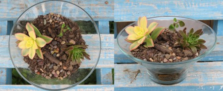 Terrario con Suculentas: Alto 6,5 cm, Diámetro Mayor = 14 cm, Valor = $8.000.
