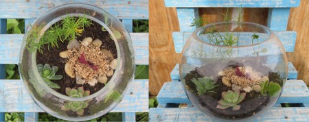 Terrario con Suculentas y Plantas de Interior: Pecera Grande Alto = 15 cm, Diámetro Mayor = 20 cm,  Valor: $16.000.-