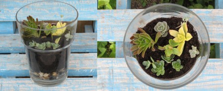 Terrario con Suculentas: Adornos Cristal Alto = 14,5 cm, Diámetro Mayor = 12 cm,  Valor = $12.000.-